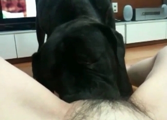 Sweet babe is playing with a black dog