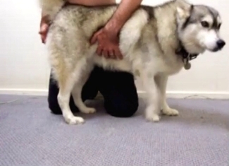 Sensational sex with a massive hound